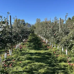 An orchard row of apple trees