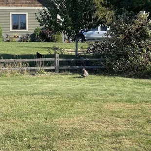 Chickens in the yard next to the orchard