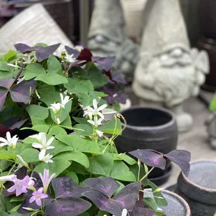 purple and white flowers in pots