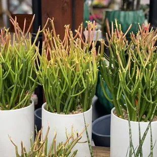 a variety of potted plants