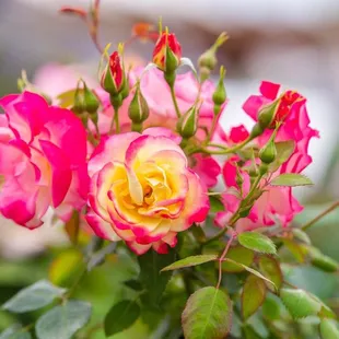 a close up of a pink rose
