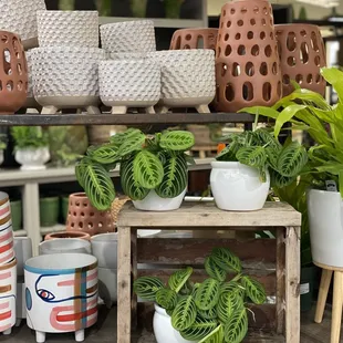 a variety of potted plants