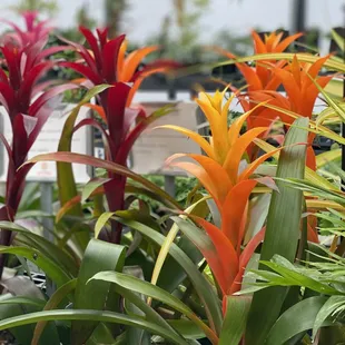 a variety of tropical plants