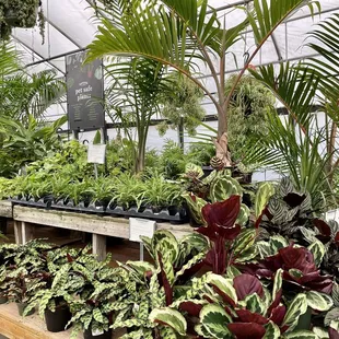 Luscious, healthy houseplants