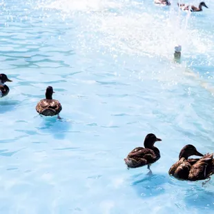 ducks