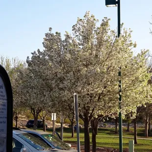 pretty to look at bad for allergies