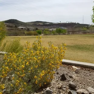 A spring wildflower photo of the baseball field.