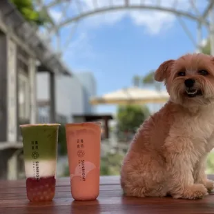 Matcha strawberry oolong tea with honey boba, grapefruit yakult and cosmo the dog NOT the cocktail