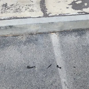 Dried up Dog poop