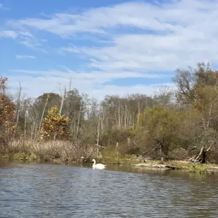 Surprise friend on the river