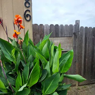 Sunrise Village MHP Cabin Outdoor Plant