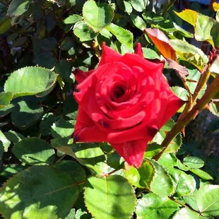 Sunrise Village Red Rose