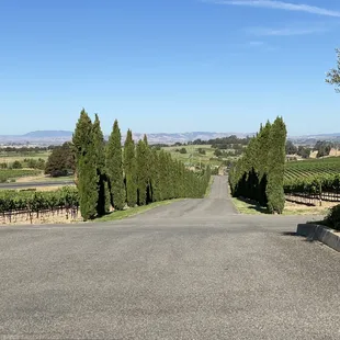 the road leading to the vineyard