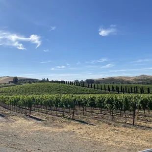 a vineyard in the distance
