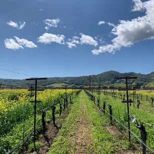 A typical Napa Valley spring scene with mustard and lush green rolling hills.