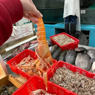 a person scooping shrimp into baskets