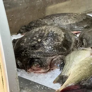 Bleeding turtles for sale