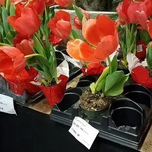 Looks 2 it has one more Dara