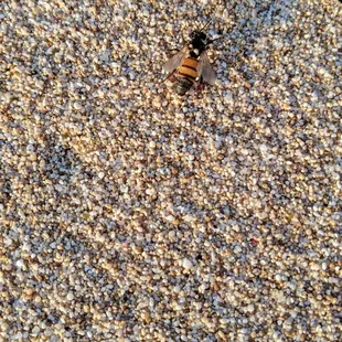 Friendly neighborhood flying arthropod