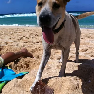 Random dog playing on the beach.