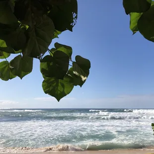 Love how the trees frame the ferocious ocean