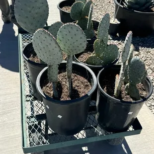 Purple prickly pear cactus!