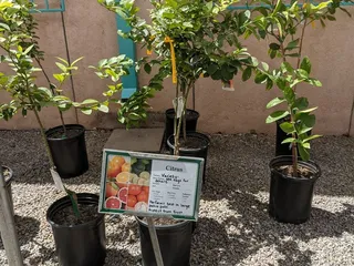 Sierra Vista Growers
