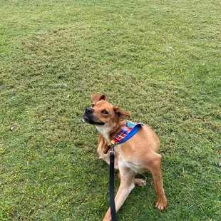 Fresh cut grass