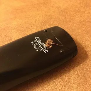 When you turn the lights on be quick - the roaches are fast!