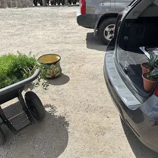 Wheelbarrow full of plants and a beautiful Mexican pot.