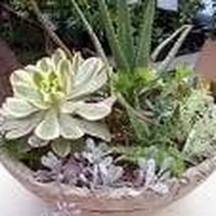 your place for Cacti