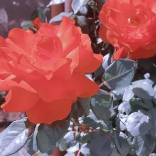 Livin Easy - gorgeous flower