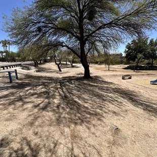 Huge mature shade trees