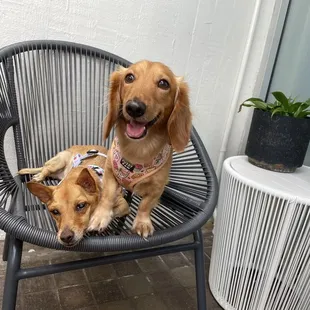 two dogs sitting in a chair