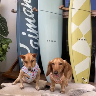 two dogs in front of surfboards