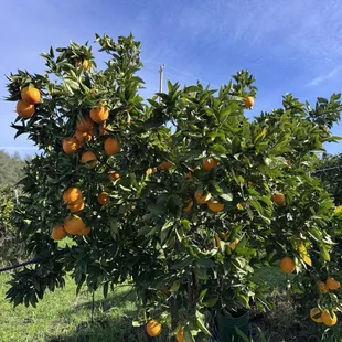 The best mandarines ever
