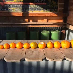 a row of pumpkins