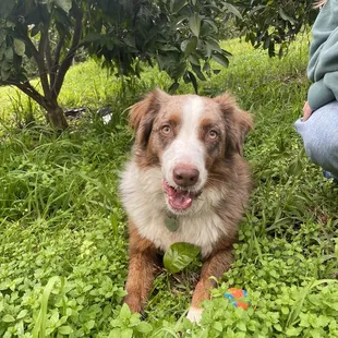 The best boy you will ever meet
