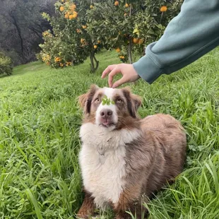Roman the good boy!!