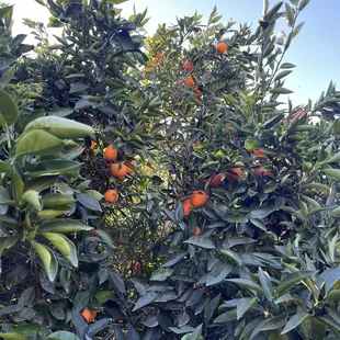 Gorgeous fruit!