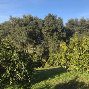 Trees