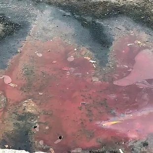 Yum yum yum, free blood puddle soup