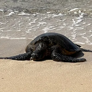 Huge turtle that can on shore while we there