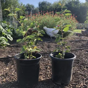 We have Blackberry plants for sale!