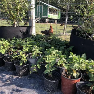 A peek at the chicken coop! (More blackberry plants for sale!)