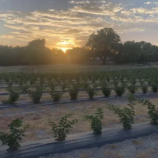 Beautiful sunset over the blackberry farm - Sunset Trail Farm of McKinney
