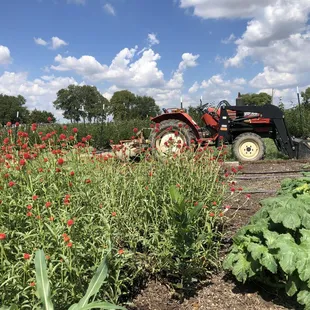 You-Pick organically grown, thornless blackberry plants with the tractor and garden in the foreground.
