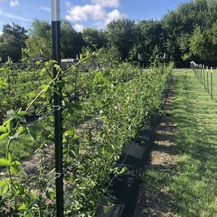 Trellised blackberries during first year.