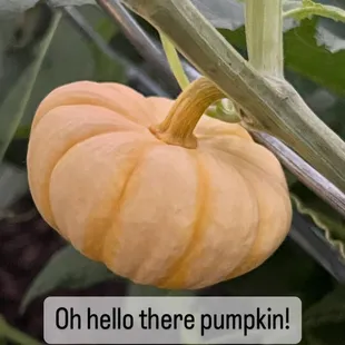 Growing some beauties!