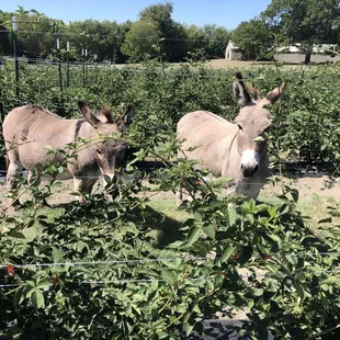 Sometimes things get hard on the farm - Like when the donkeys get out and start munching on things they should not!